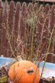 thorny pumpkin