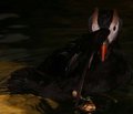 puffin