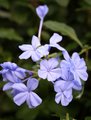 purple flowers
