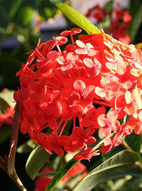 orange ball thingy