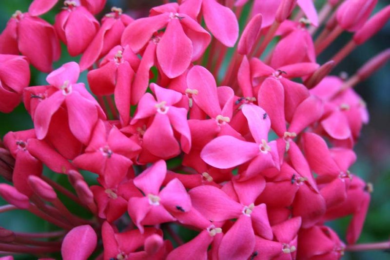pink flowers