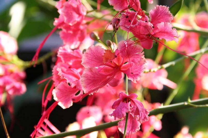 pink flowers II