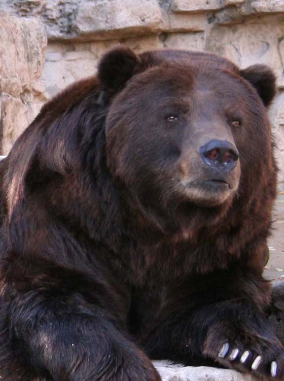grizzly