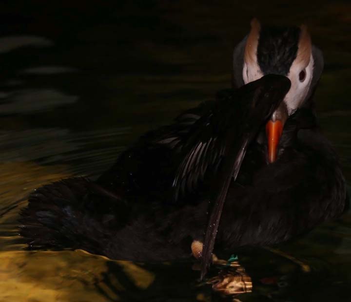 puffin