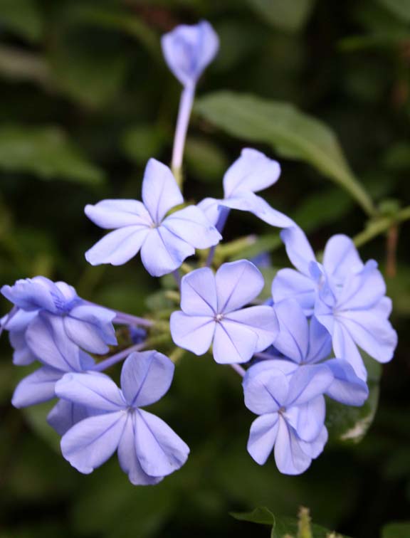 purple flowers