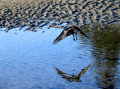 Crows over English Bay (2)