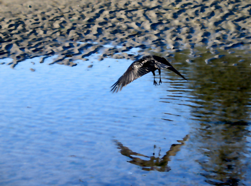 Crows over English Bay (2)