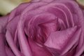 PinkPassion