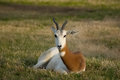 Gazelle