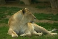 She lets him think he is the king
