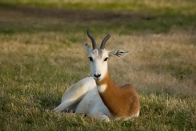Gazelle