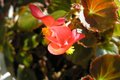 Potted Flower