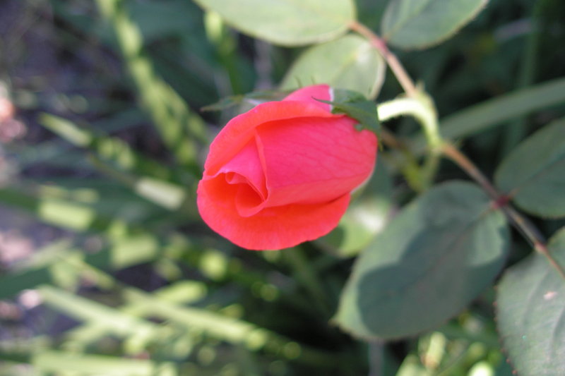 Garden Surprise