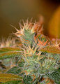 Flower 2