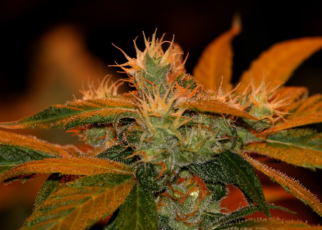 Flower 1