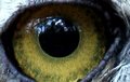 eyeing you