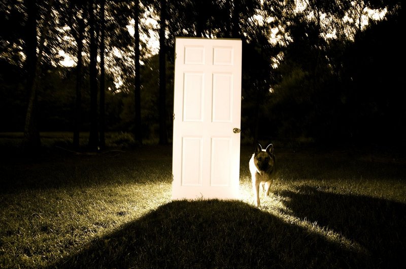 Door-dog.jpg