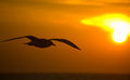 Early Morning Flight_R.jpg