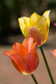 Pink and Yellow