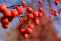 Berry Tree