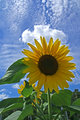 The Sunflower