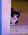 Kitty