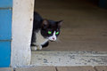 Kitty Too