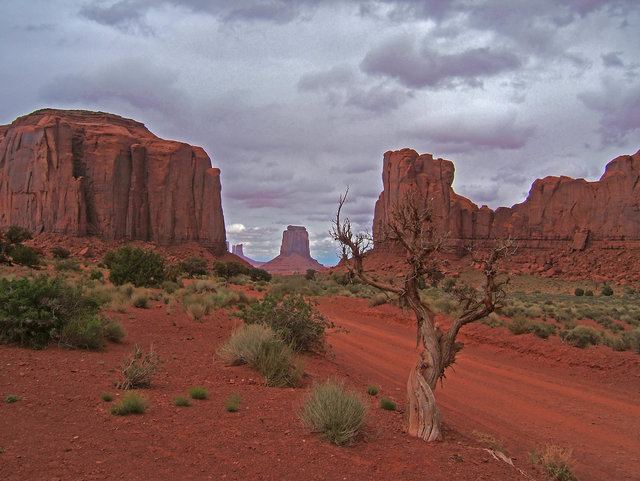 Tree in the Valley
