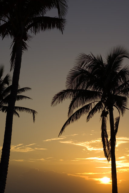 Tropical