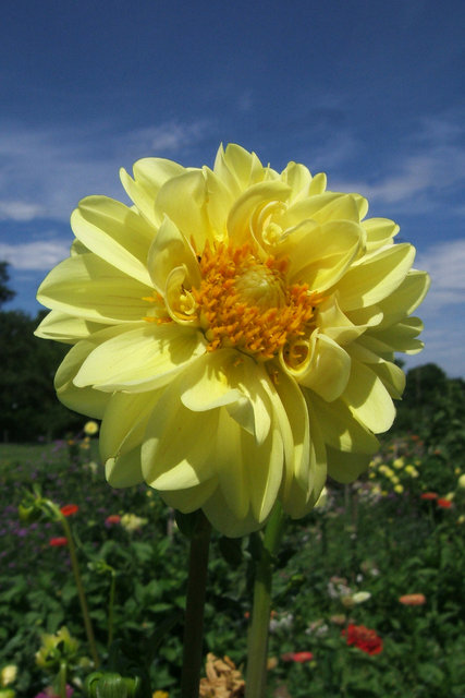 Sunburst