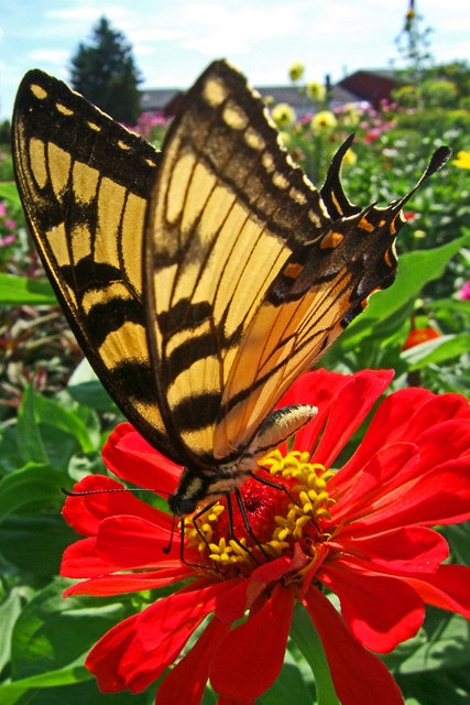 The Tiger Swallowtail