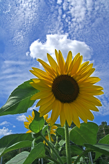 The Sunflower