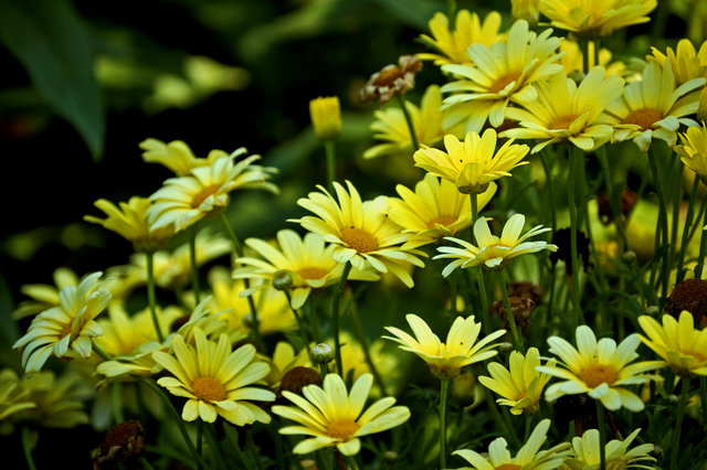 Daisy