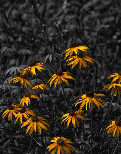 16 Yellow
