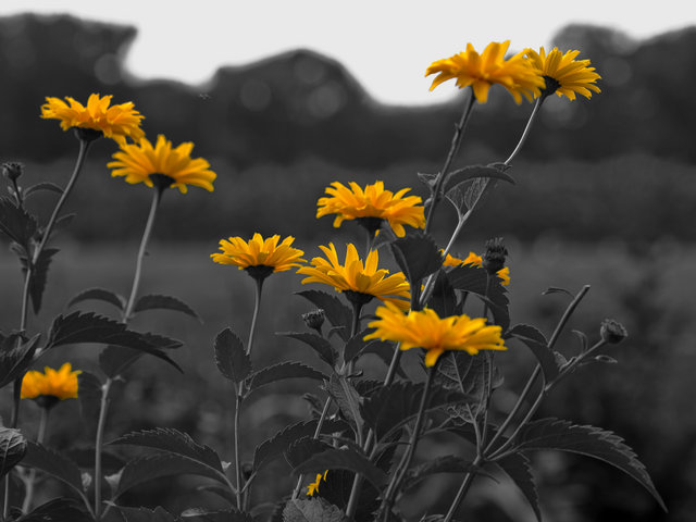 Yellow