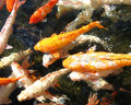 Koi Pond