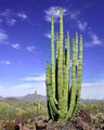 Organ Pipe Cactus.jpg