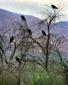 Vultures