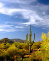 Desert Spring