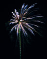 Light Palm.jpg