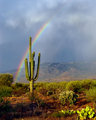 Saguaro Rainbow