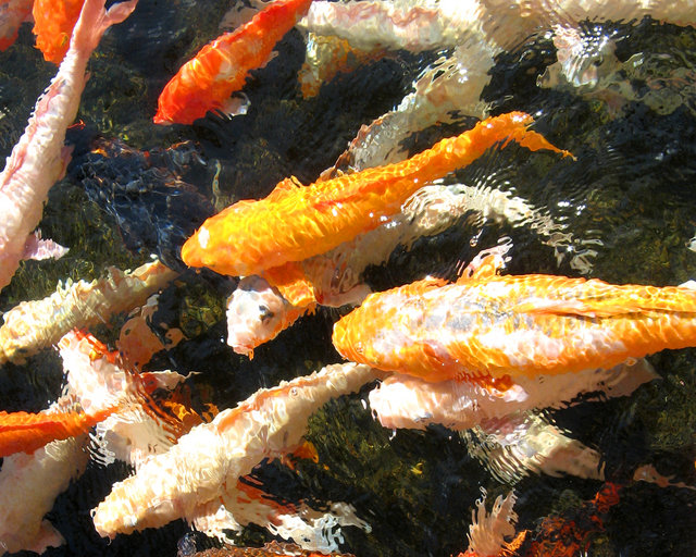 Koi Pond