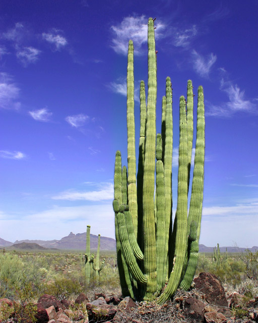 Organ Pipe Cactus.jpg