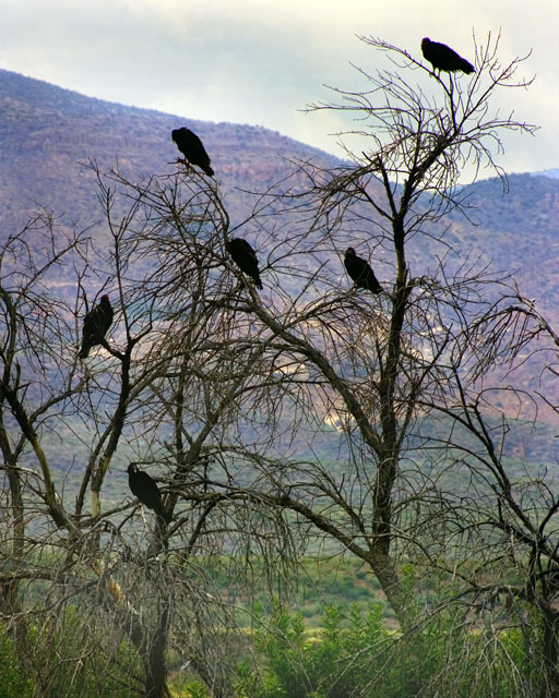 Vultures