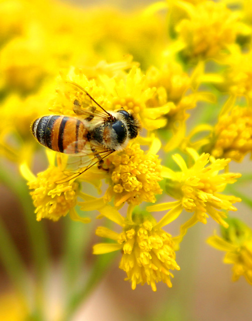 Busy Bee