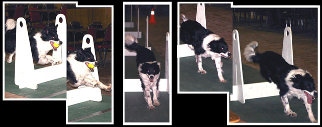 Flyball