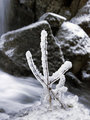 Frosen