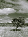 A tree