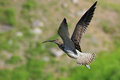 Numenius phaeopus