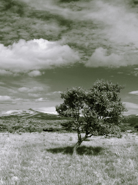 A tree
